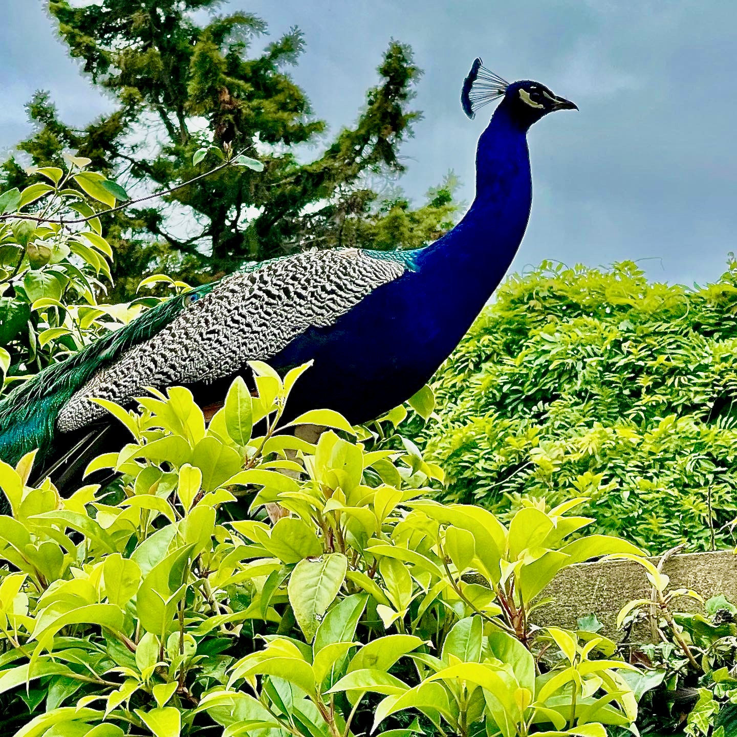 Peacock at Seaforde Butterfly Gardens