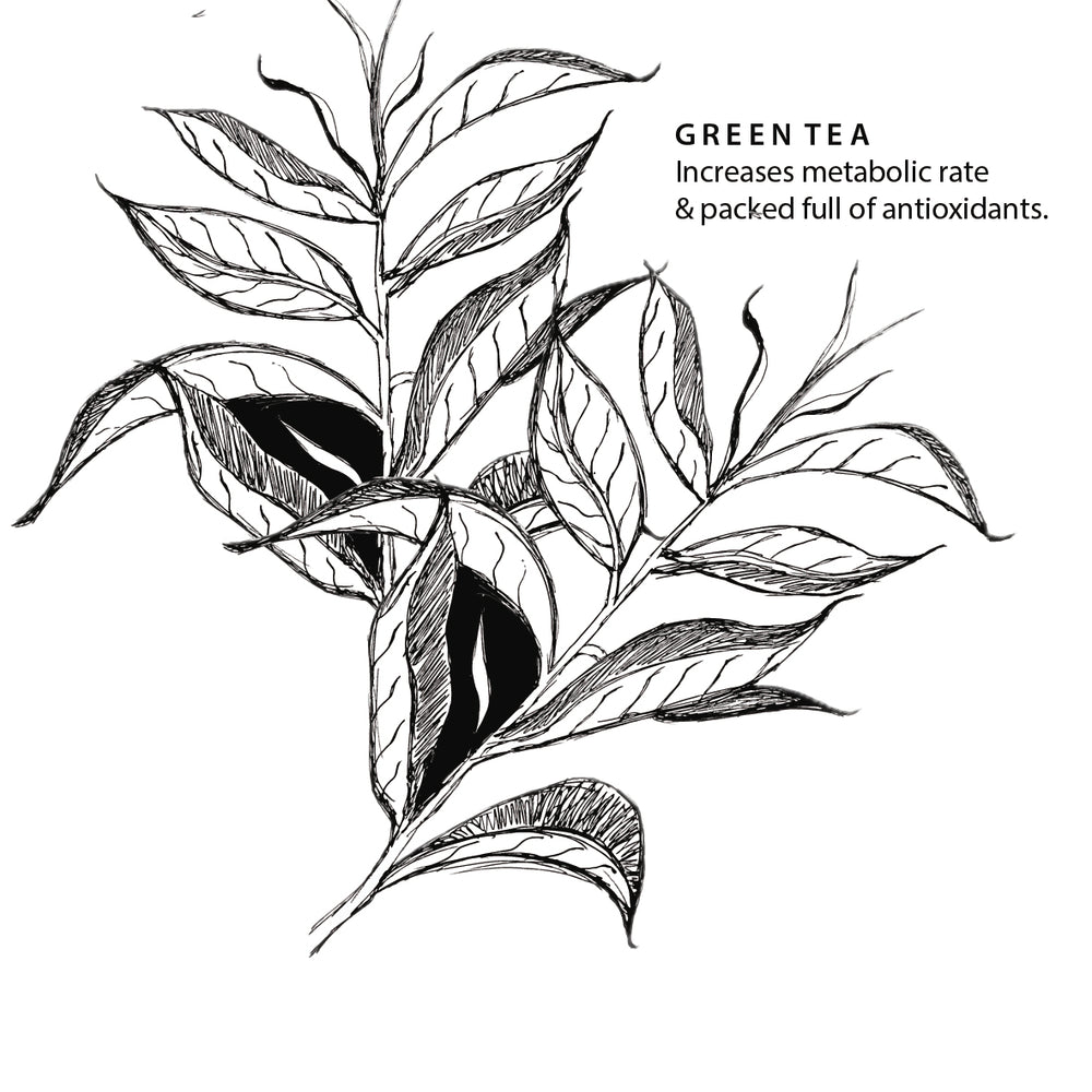 
                  
                    Organic Green Tea Refill 18 Teabags
                  
                
