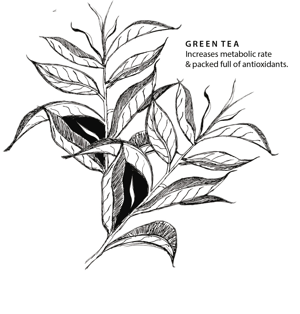 
                  
                    Organic Green Tea Refill 18 Teabags
                  
                